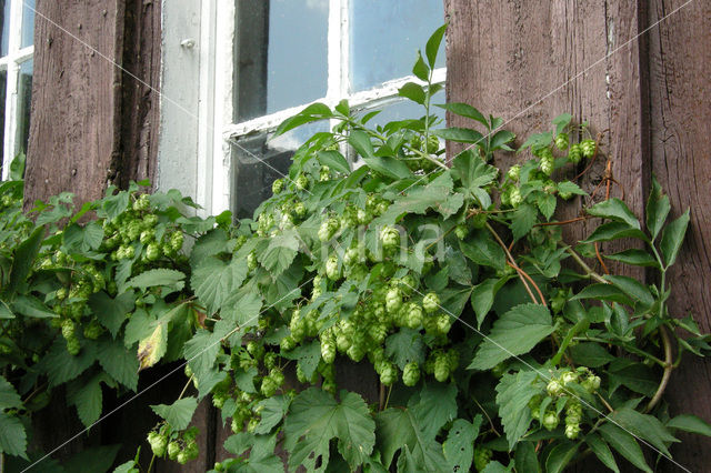 Common Hop (Humulus lupulus)