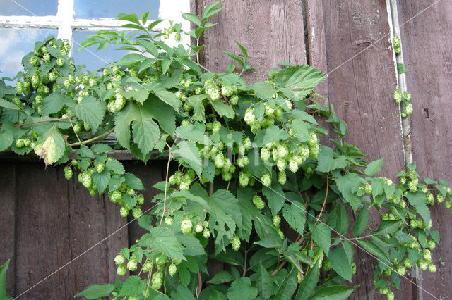 Gewone hop (Humulus lupulus)