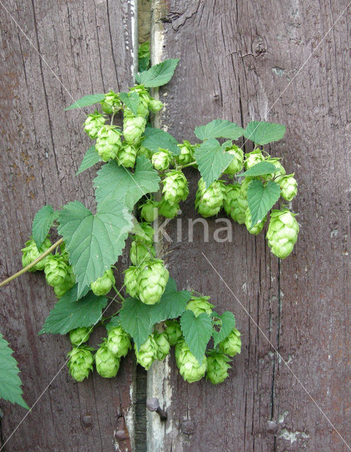 Gewone hop (Humulus lupulus)