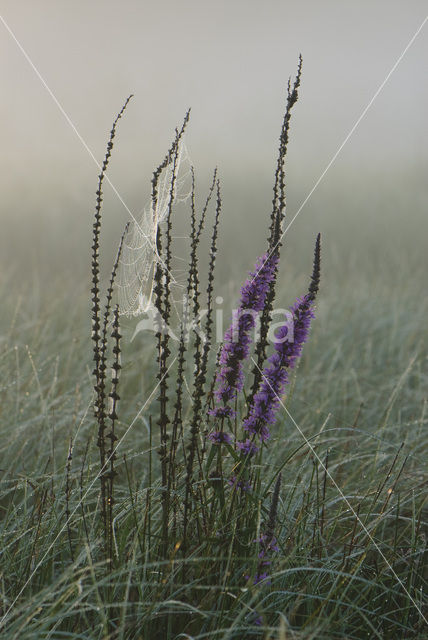 Gewone kattenstaart (Lythrum salicaria)