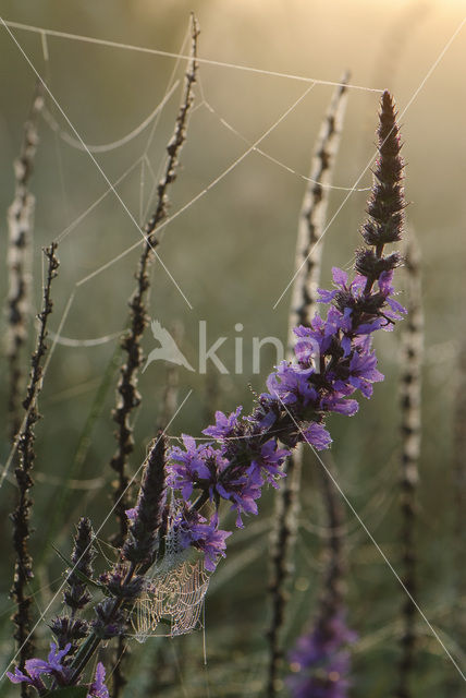 Gewone kattenstaart (Lythrum salicaria)