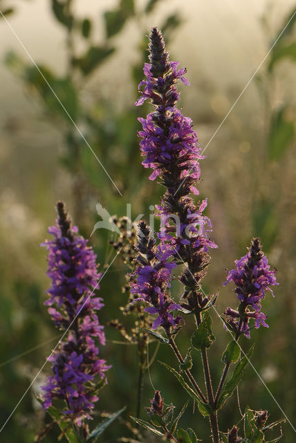 Gewone kattenstaart (Lythrum salicaria)