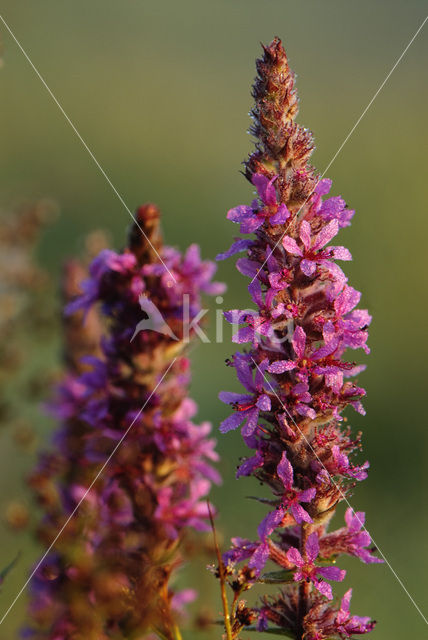 Purple Loosestrife (Lythrum salicaria)