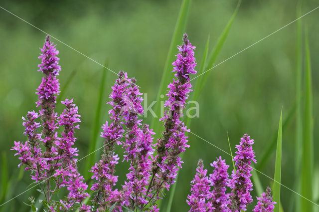 Purple Loosestrife (Lythrum salicaria)