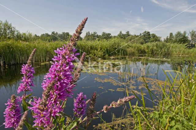 Gewone kattenstaart (Lythrum salicaria)