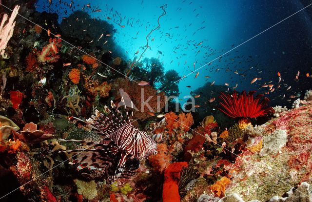 Gewone Koraalduivel (Pterois volitans)