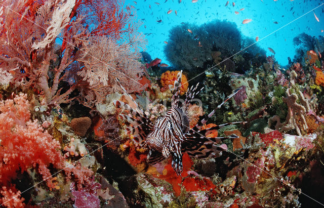 lionfish (Pterois volitans)