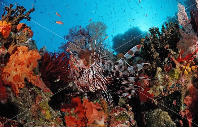 Gewone Koraalduivel (Pterois volitans)