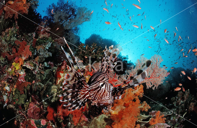 Gewone Koraalduivel (Pterois volitans)