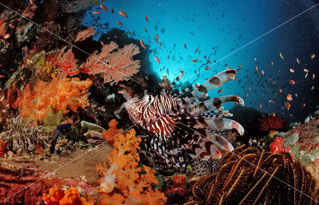 lionfish (Pterois volitans)