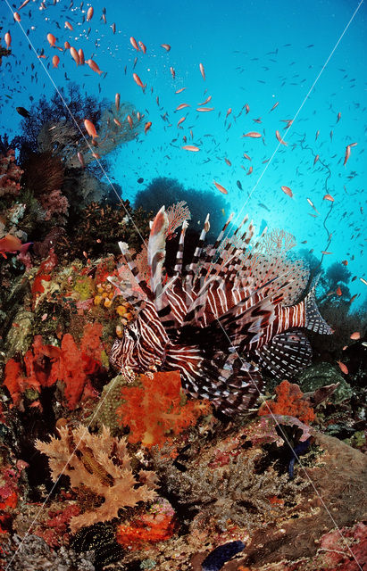 Gewone Koraalduivel (Pterois volitans)