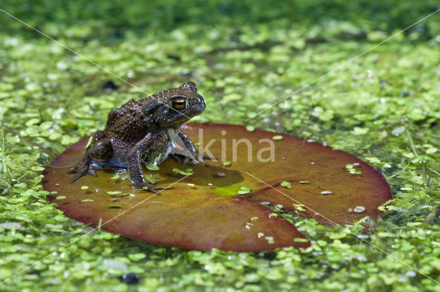 Gewone pad (Bufo bufo)