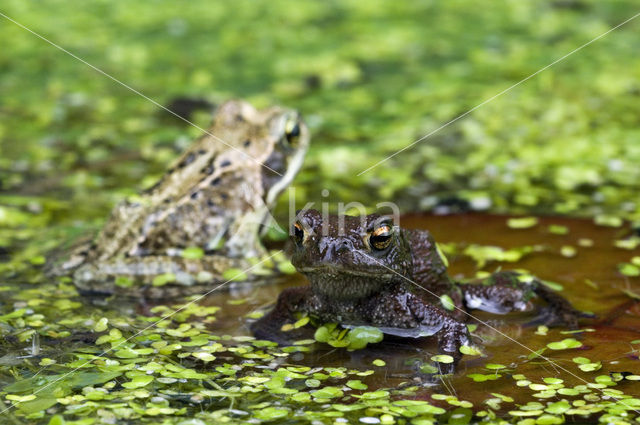 Gewone pad (Bufo bufo)