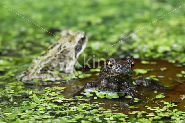 Gewone pad (Bufo bufo)