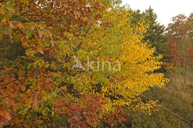 Gewone vogelkers (Prunus padus)