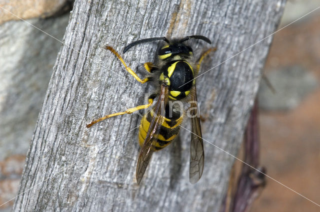 Gewone wesp (Vespula vulgaris)