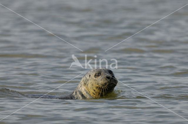 Gewone zeehond (Phoca vitulina)