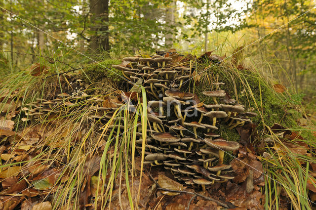 Sulphur tuft (Hypholoma fasciculare)