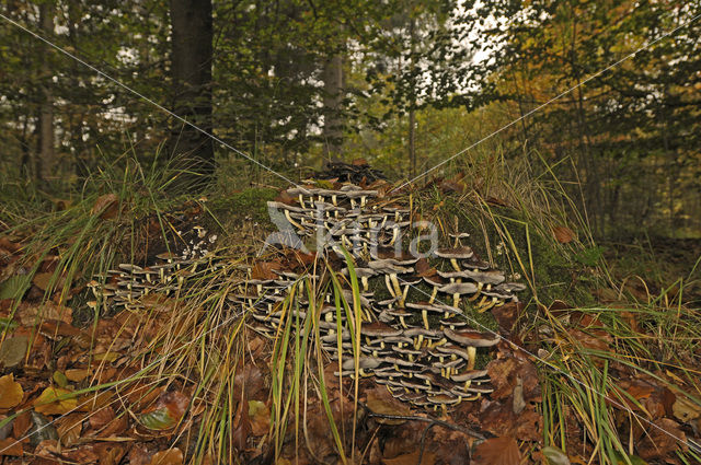 Sulphur tuft (Hypholoma fasciculare)