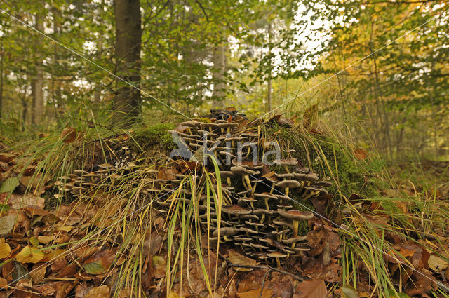 Sulphur tuft (Hypholoma fasciculare)