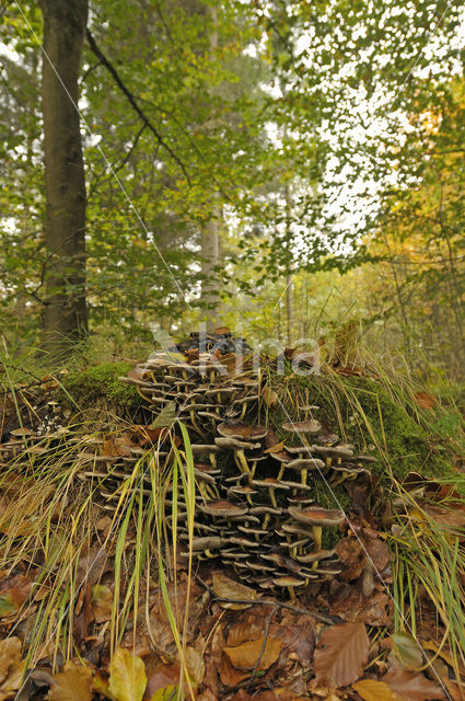 Sulphur tuft (Hypholoma fasciculare)