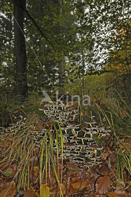 Sulphur tuft (Hypholoma fasciculare)