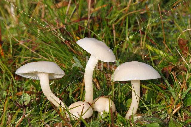 Snowy Waxcap (Hygrocybe virginea)