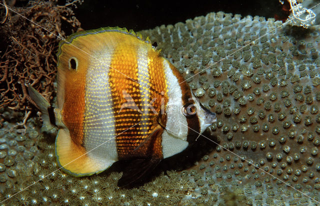 Goldengirdled coralfish (Coradion chrysozonus)