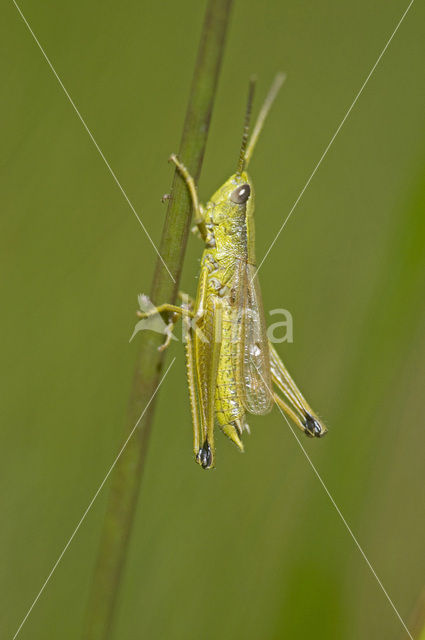 Gouden sprinkhaan (Chrysochraon dispar)