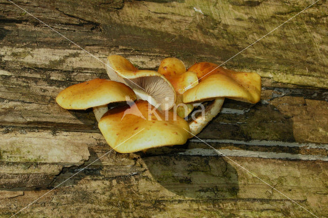 Goudvliesbundelzwam (Pholiota aurivella)