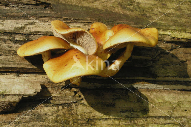 Goudvliesbundelzwam (Pholiota aurivella)