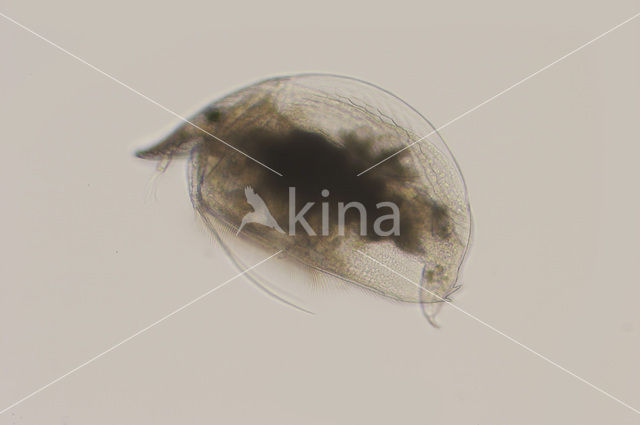 Graptoleberis testudinaria