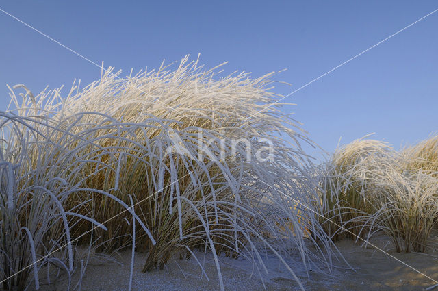 Gras
