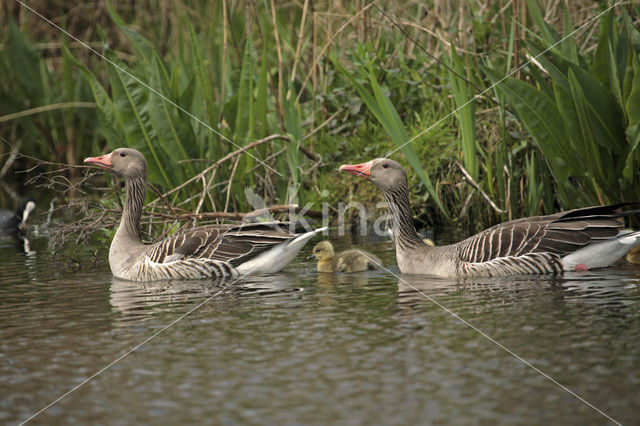Grey Lag-Goose (Anser anser)