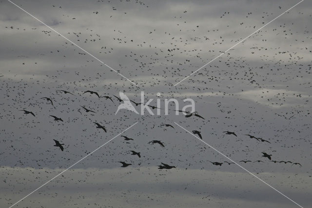 Grauwe Gans (Anser anser)