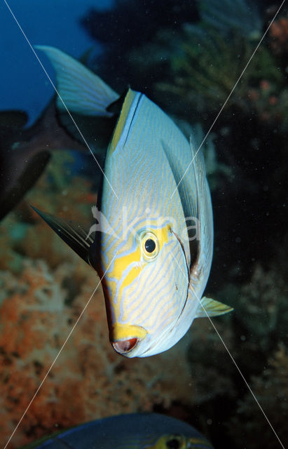 Grijze doktorsvis (Acanthurus mata)