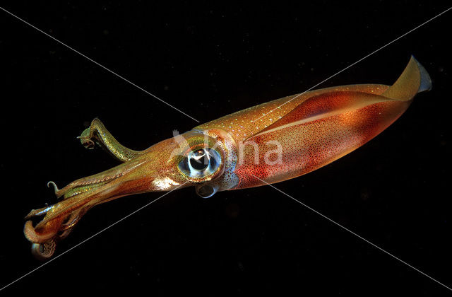 Oval Squid (Sepioteuthis lessoniana)