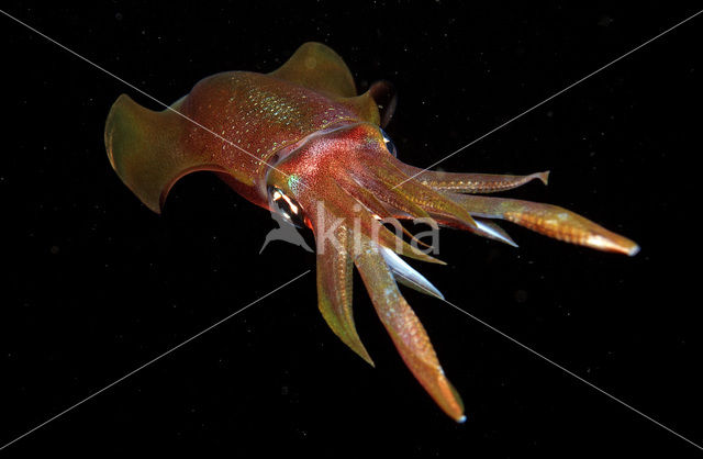 Oval Squid (Sepioteuthis lessoniana)