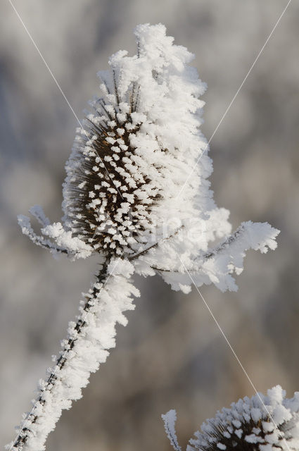 Grote kaardebol (Dipsacus fullonum)