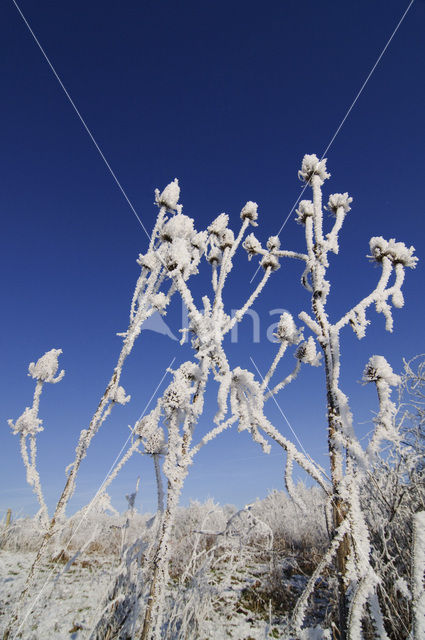 Grote kaardebol (Dipsacus fullonum)