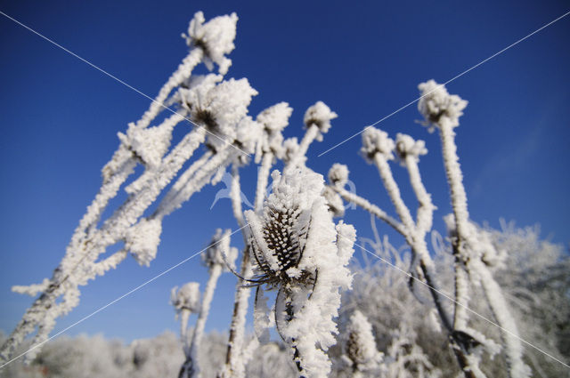 Grote kaardebol (Dipsacus fullonum)