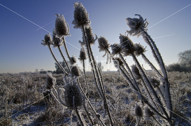 Teasel (Dipsacus fullonum)