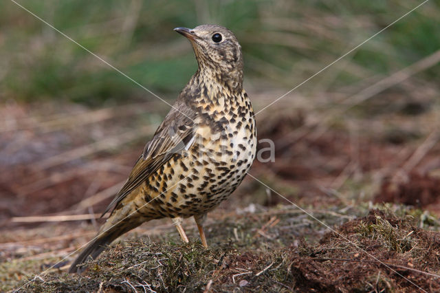 Grote Lijster (Turdus viscivorus)