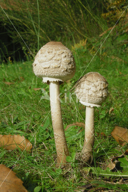 Parasol (Macrolepiota procera)