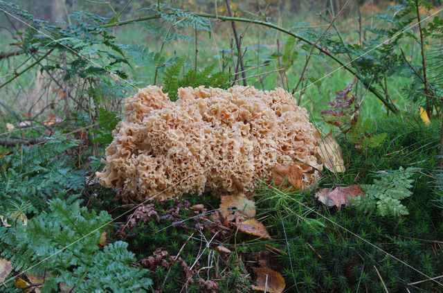 Wood Cauliflower (Sparassis crispa)