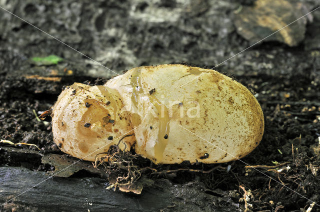 Grote stinkzwam (Phallus impudicus)