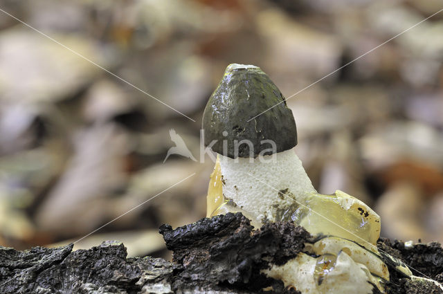 stinkhorn (Phallus impudicus)