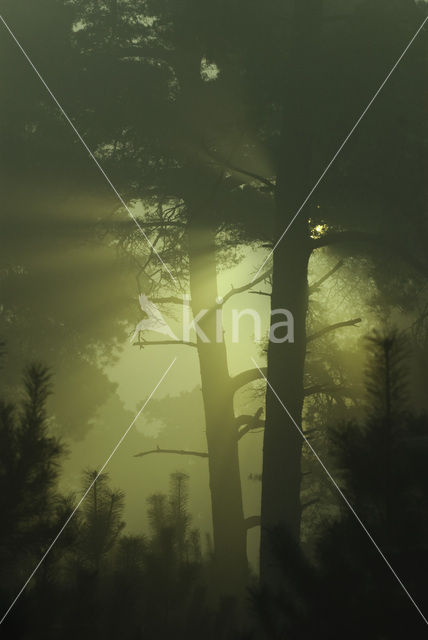 Scots Pine (Pinus sylvestris)