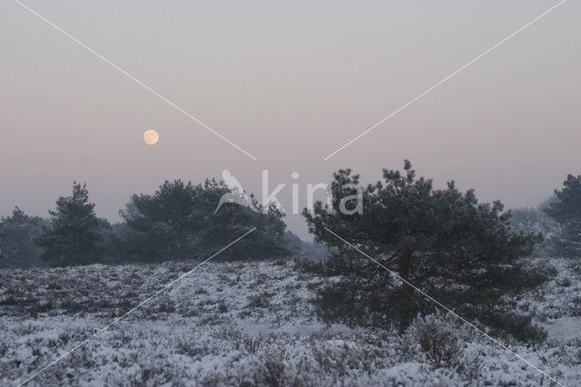 Scots Pine (Pinus sylvestris)