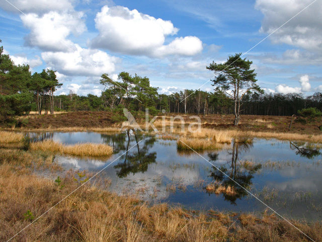 Grove den (Pinus sylvestris)